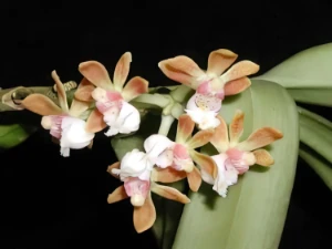 Bild von Gastrochilus monticola 2